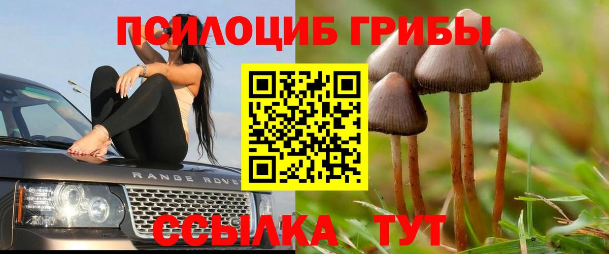 Богданович  Галлюциногенные грибы мицелий  Вход с VPN 